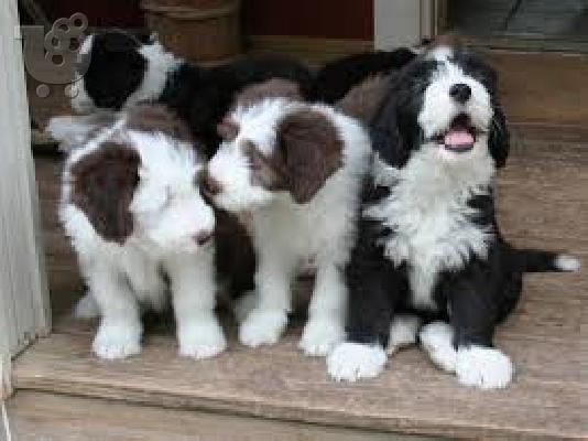 PoulaTo: Όμορφα γενειοφόρα κοτέλια Pups